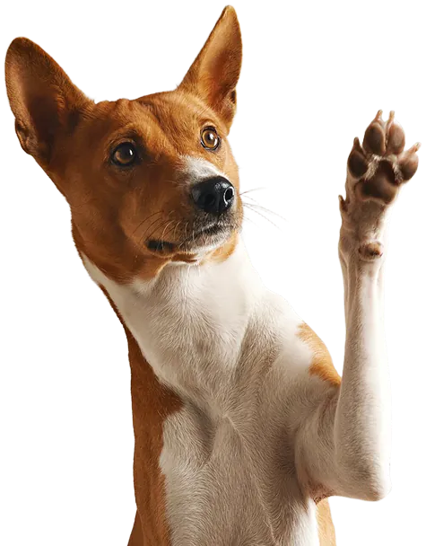 Собака