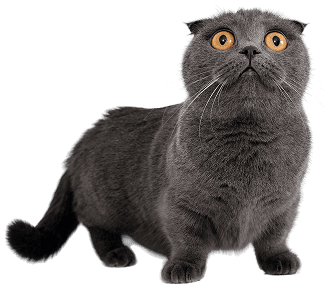 Офтальмология